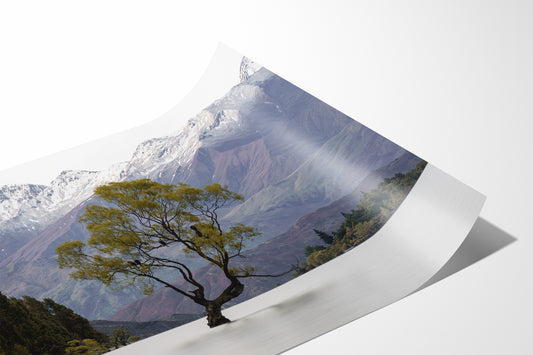 Wanaka Wonder: A Limited-Edition Fine Art Print Showcasing the Iconic Tree on Lake Wanaka